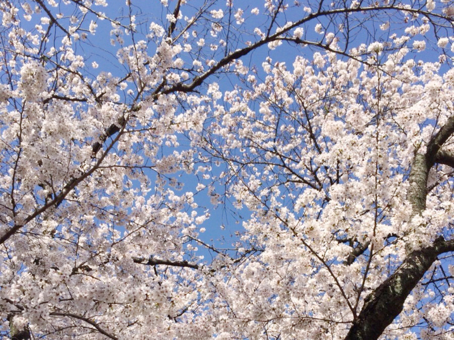 桜の木